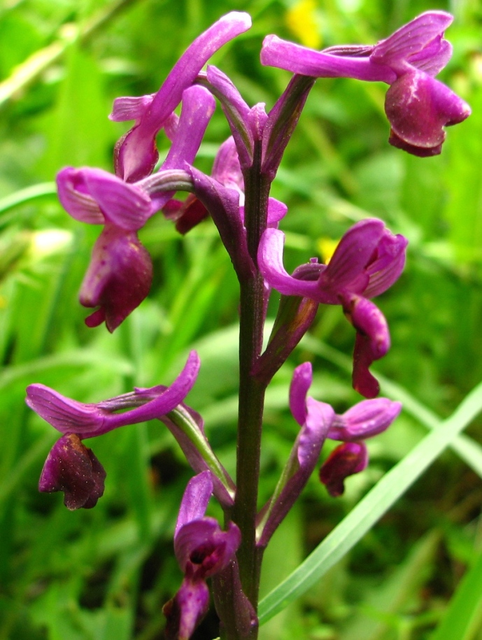 Ophrys e Orchis vicino a  Palazzolo